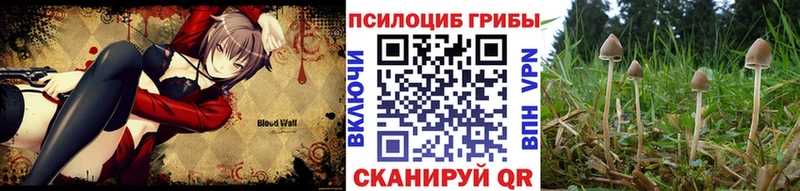 Галлюциногенные грибы Psilocybe наркота Шимановск